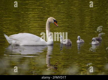 Ein stummer Schwan und eine Woche alte Cygnets in einem Park-Teich in London, Großbritannien. Stockfoto