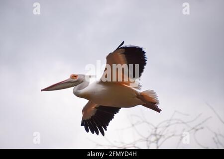 Ein großer weißer Pelikan, auch bekannt als östlicher weißer Pelikan (Pelecanus onocrotalus), im Flug. Stockfoto