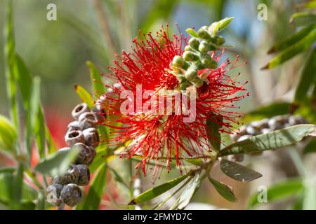 Leuchtend rote Blume die steife Bodenbürste Vorderansicht (callistemon rigidus) Nahaufnahme in der Sonne. Stockfoto