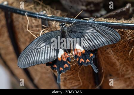 Gewöhnlicher Mormonenschmetterling (Paplio polytes) Ein weiblicher schwarzer Schwalbenschwanzschmetterling aus der Nähe Stockfoto