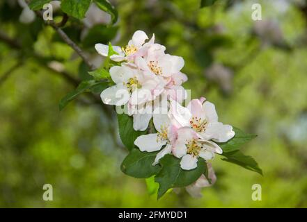 Nahaufnahme von weißen und leicht rosa Apfelblüten Stockfoto