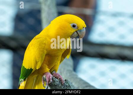 Ein goldener Sittich oder goldener Conure, (Guaruba guarouba) ein wunderschöner, lebhafter gelber Papagei aus der Nähe eines Zweiges in Nordbrasilien. Stockfoto