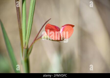 Seitenansicht der roten Blume Lathyrus sphaericus. Sonniger Tag auf der Bergwiese. Munilla, La Rija, Spanien. Stockfoto