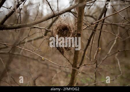 Leeres Vogelnest auf einem Baum im Wald Stockfoto