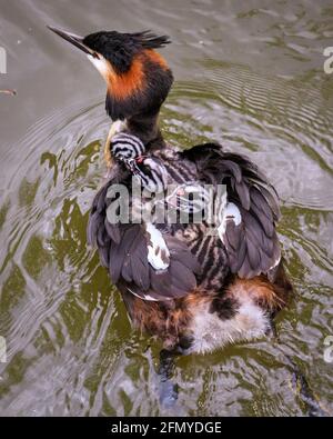 Haltern am See, NRW, Deutschland. Mai 2021. Drei niedliche kleine Haubentaucher-Küken (Podiceps cristatus), immer noch mit ihren markanten schwarz-weiß gestreiften Köpfen und einem leuchtend roten herzförmigen Punkt auf der Stirn, hängen sich eine gemütliche Fahrt auf den Rücken ihrer Mutter an, während das Männchen fortwährend Fische zum Abendessen liefert. Kredit: Imageplotter/Alamy Live Nachrichten Stockfoto