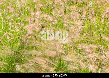 Bewegungsunschärfe Aufnahme von Gräsern, die im Wind wehen und auf einem Feld wachsen, England, Großbritannien Stockfoto