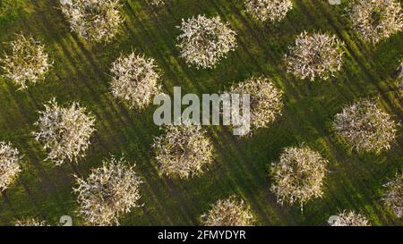 Luftaufnahme von fliegenden Drohnen von blühenden Apfelbäumen in Frühlingsgarten Stockfoto