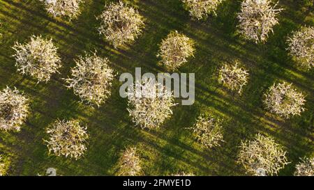 Luftaufnahme von fliegenden Drohnen von blühenden Apfelbäumen in Frühlingsgarten Stockfoto