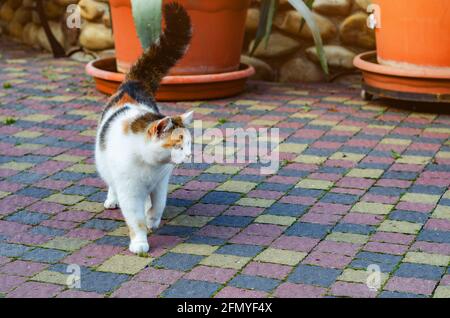 Dreifarbige Katze auf einem Bürgersteig in der Nähe eines Schuppen auf dem Bauernhof. Stockfoto