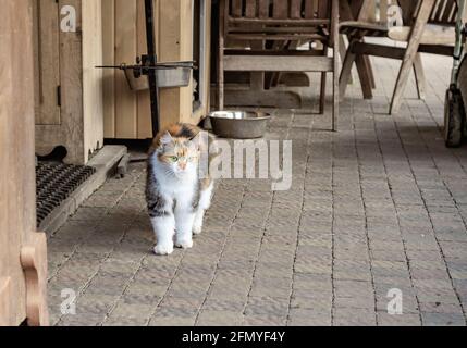 3-farbige Katze auf einem Bürgersteig Kachel in der Nähe eines auf dem Bauernhof Schuppen. Stockfoto