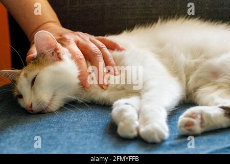 Streicheln einer entspannten Katze. Das Konzept der gesundheitlichen und antidepressiven Wirkungen von Tieren auf den Menschen Stockfoto