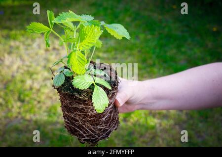 Der Sämling der Erdbeere wird vor dem Hintergrund des grünen Grases in der Hand gehalten. Die Pflanze ist bereit, auf einem Grundstück oder Garten gepflanzt werden Stockfoto