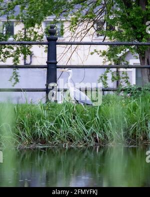 Schöner Herron entlang eines launischen Kanals. Stockfoto