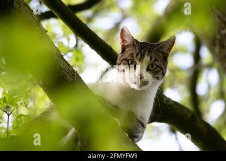 Katze versteckt sich hoch auf einem dicken Ast in einem Baum zwischen dem Laub und starrt auf die Kamera. Konzentrieren Sie sich auf den Kopf und die Schnurrhaare des Tieres Stockfoto