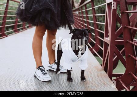 Eine schöne junge Frau in einem flauschigen Rock auf der Brücke mit ihrem Staffordshire Bull Terrier Hund. Weicher, selektiver Fokus. Künstlerisches Rauschen. Stockfoto