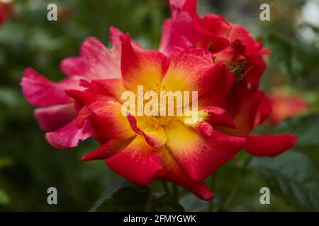 Luftaufnahme der roten und orangen zweifarbigen Rose auf dem grünen Hintergrund ihrer Blätter. Selektiver Fokus. Stockfoto