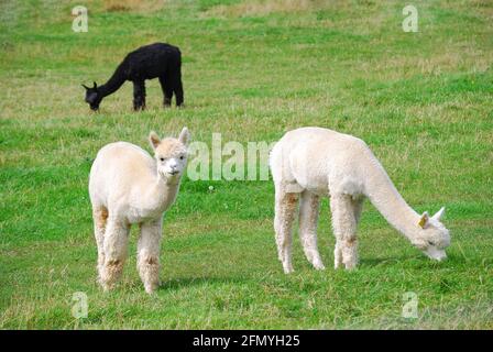 Alpaka, Landwirtschaft, Pfad Hill Farm, Pangbourne, Berkshire, England, Vereinigtes Königreich Stockfoto