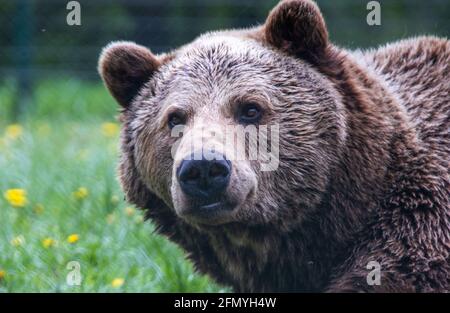 Stuer, Deutschland. Mai 2021. Braunbär Michal liegt in seinem Gehege im Müritz Bärenwald. Das Tier wird später für eine medizinische Untersuchung narestisiert. Zwei Bären werden einer aufwendigen medizinischen Untersuchung unterzogen. Im Park, der seit 15 Jahren von der Tierschutzorganisation vier Pfoten betrieben wird, leben derzeit insgesamt 15 Braunbären, die aus unangemessener Haltung gerettet wurden. Quelle: Jens Büttner/dpa-Zentralbild/dpa/Alamy Live News Stockfoto