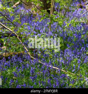 Ein atemberaubend schönes Meer von Bluebells im Wald im Trosley Country Park, im Dorf Vigo, in der Nähe von Gravesend in Kent, Großbritannien. Stockfoto
