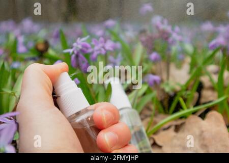 Handspray klare Flüssigkeitspumpe Flasche in blühenden Frühlingsblumen Rasen von lila Scilla bifolia (alpiner Tintenfass, zwei-Blatt-Tintenfass). Transparenter Auslöser mit Stockfoto