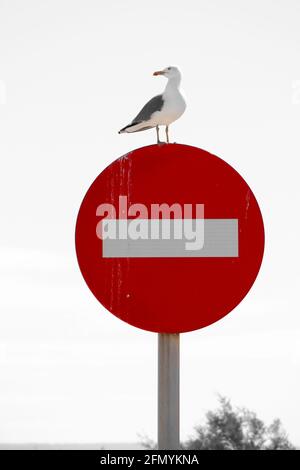 Möwe steht auf rotem verbotenen Signal am Morgen in Spanien Stockfoto