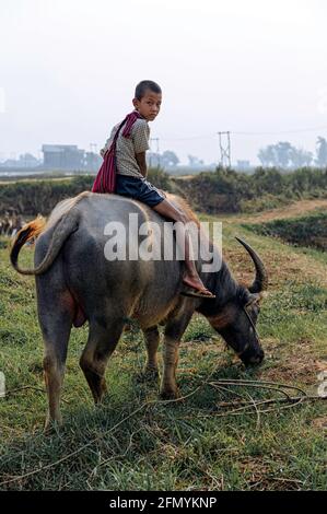 Ein kleiner Junge, der auf dem Rücken eines Wasserbüffels ((Bubalus bubalis) in der Nähe der Reisfelder des Inle Lake, Myanmar, Burma, reitet Stockfoto