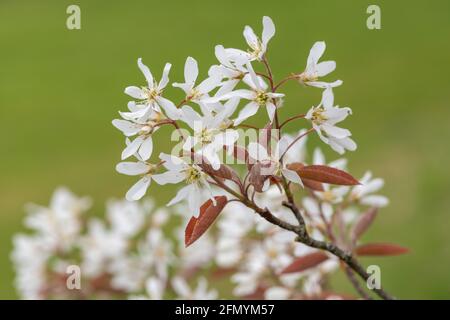 Nahaufnahme von blühenden Blüten der glatten Dienstbeere (amelanchier laevis) Stockfoto