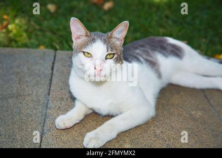 Katze, Blick auf die Kamera . Die Katze sitzt auf dem Steinweg. Weiße, schwarze Katze. Stockfoto
