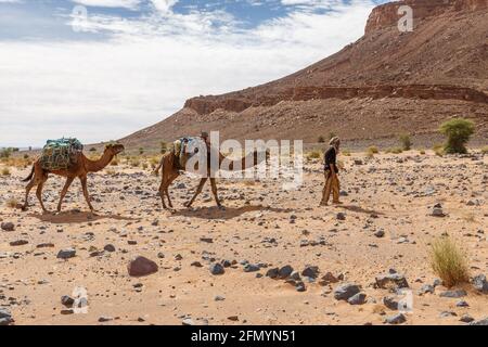 Provinz Errachidia, Marokko - 22. Oktober 2015: Berber führt eine Kamelkarawane durch die steinerne Sahara in Marokko. Stockfoto