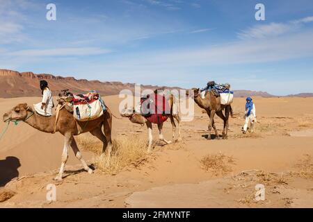 Provinz Errachidia, Marokko - 22. Oktober 2015: Kamelkarawane fährt durch die Sahara. Die Frau treibt die Kamele. Stockfoto
