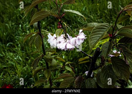 Sakura blüht während des Frühlingsregens. Wassertropfen sind auf den Blättern der Pflanze sichtbar. Stockfoto