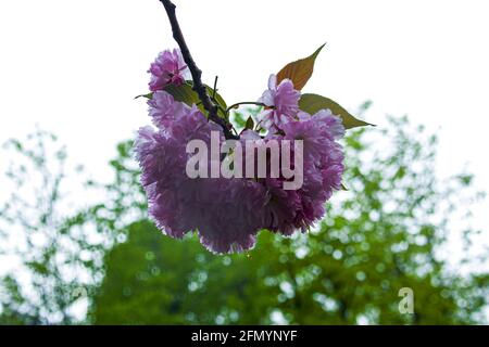 Sakura blüht während des Frühlingsregens. Wassertropfen sind auf den Blättern der Pflanze sichtbar. Stockfoto