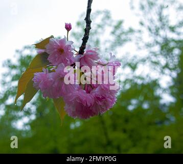 Sakura blüht während des Frühlingsregens. Wassertropfen sind auf den Blättern der Pflanze sichtbar. Stockfoto