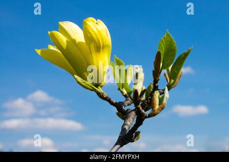 Magnolia „Gelber Vogel“ Gelber Magnolienbaum blüht neue Triebe Stockfoto