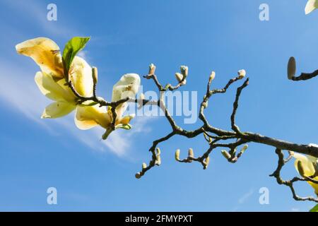 Blassgelbe Knospen, die Anfang Mai zu elfenbeinfarbenen Blüten der Magnolie „Gelbfieber“ abfallen Stockfoto