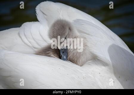 Nahaufnahme von jungen Cygnet kuschelte sich auf dem Rücken von Mutter Schwan auf dem See Stockfoto