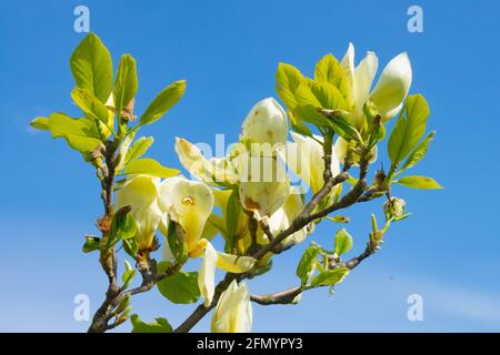 Hellgelbe Blüten - eine der hartesten gelben Blüten Typen Magnolia Goldfinch Stockfoto