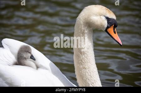 Nahaufnahme des weiblichen stummen Schwans im Wasser mit cygnet reitet auf ihrem Rücken Stockfoto
