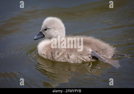 Nahaufnahme von Baby niedlichen Cygnet Schwimmen im See Stockfoto
