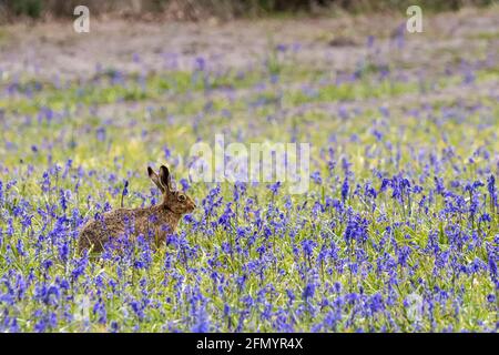 Ein europäischer Hase, Lepus europaeus, sitzt auf einem Feld von englischen Bluebells, Hyacinthoides non-scripta. Stockfoto