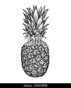 Ananas mit Blättern. Illustration im Stil von tropischen Sommerfrüchten mit Gravur Stock Vektor