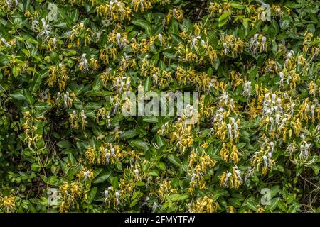 Ein wilder Geißelbusch in voller Blüte mit Reben Gelbe und weiße Blüten wachsen in einem Wald auf einem Sonniger Tag im Frühling Stockfoto