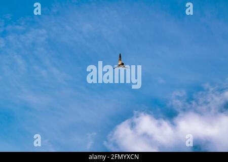 Wilde Ente fliegt vor dem Hintergrund des blauen Himmels und der weißen Wolken. Stockfoto