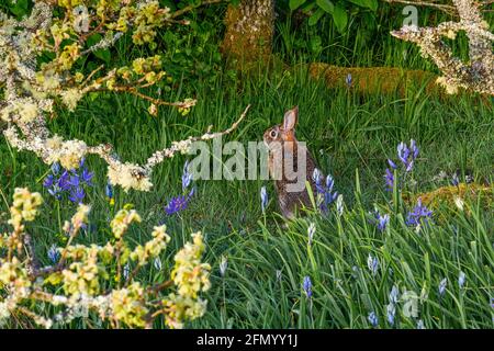 Cottontail Rabbit, Uplands Park, Oak Bay, Vancouver Island, British Columbia, Kanada Stockfoto