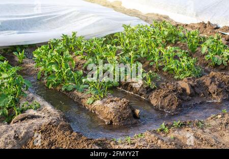 Furche Bewässerung der Kartoffelplantage mit Spunbond Agrofiber bedeckt. Landwirtschaft. Bewässerungssystem für die Landwirtschaft. Anbau von Kulturpflanzen in den Regionen mit einer starken Zunahme an Pflanzen Stockfoto