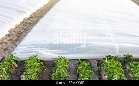 Kartoffelplantage bedeckt mit Spinnvliesagrofiber. Technologien der Agrarindustrie. Innovative Materialien. Landwirtschaft Agronomie und Gartenbau. Wächst Stockfoto