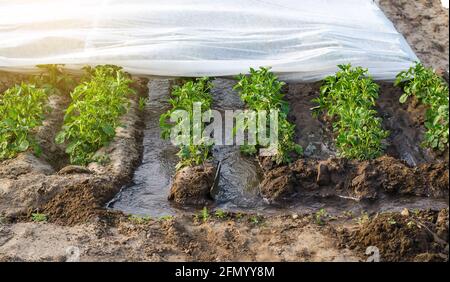 Furche Bewässerung der Kartoffelplantage mit Spunbond Agrofiber bedeckt. Agronomie und Gartenbau. Ernte. Landwirtschaft. Landwirtschaft Bewässerung s Stockfoto