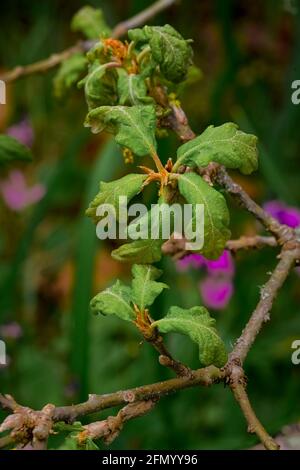 New Garry Oak Leaves, Uplands Park, Oak Bay, Vancouver Island, British Columbia, Kanada Stockfoto