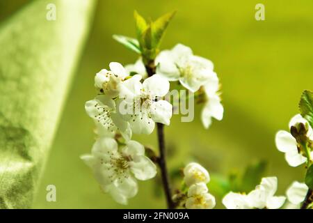 Kirsche Apfelbaum Blumen Makro auf grünem Textil-Hintergrund Stockfoto