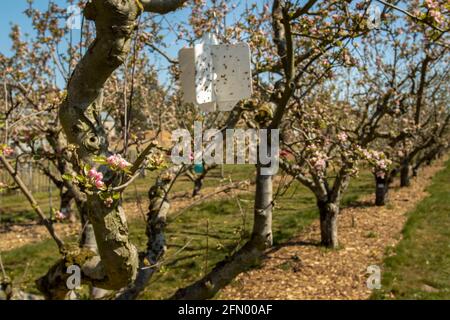 Klebrige Schädlingsfalle im Apfelbaum Ende Mai, Sonne scheint und tiefblauer Himmel Stockfoto